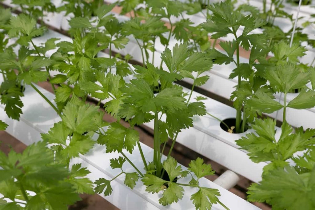 hydroponic systems for sale