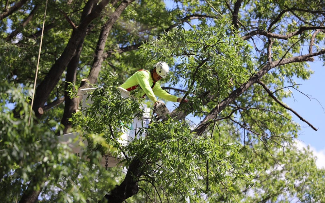 cutting overhanging trees Melbourne