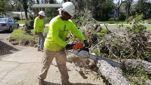 tree specialist Melbourne