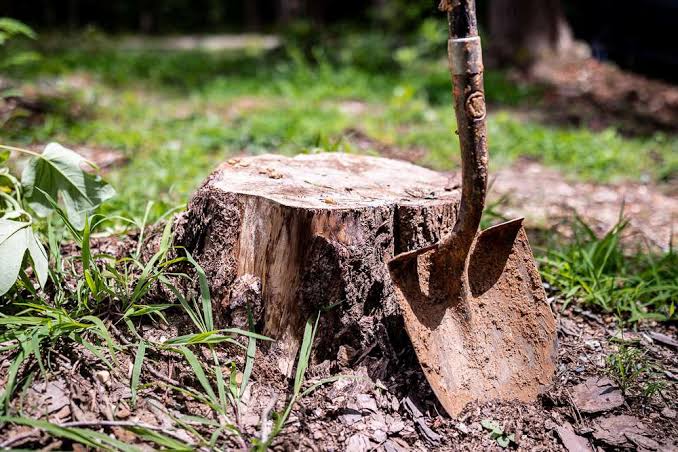 tree stump removal Brisbane